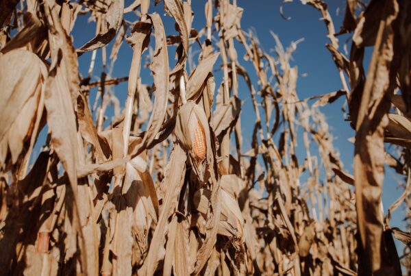 Input costs, drought impacts among the top line Texas takeaways in latest Beige Book