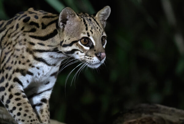 Texas ocelots may get boost from breeding, environmental protection program