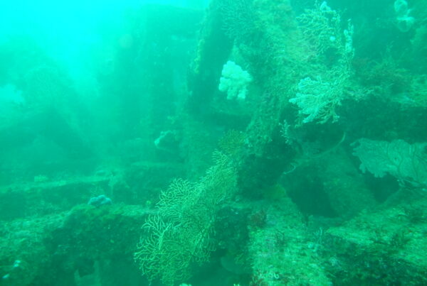 Artificial reefs have lots of benefits. Is carbon capture one of them?