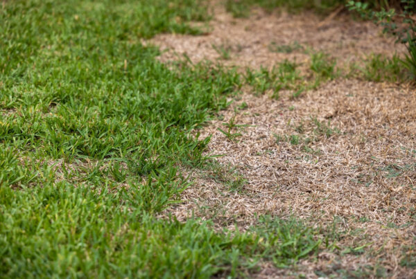 Do water restrictions actually work in Texas?