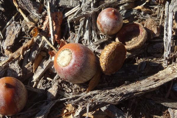 Why your oak trees are dropping so many acorns this fall