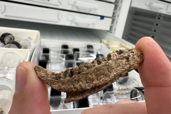 Meet the dog-sized dinosaur recently discovered in North Texas