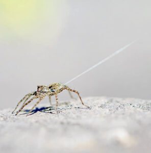 A spider with a strand of silk protruding from its abdomen attempts to take flight by ballooning.