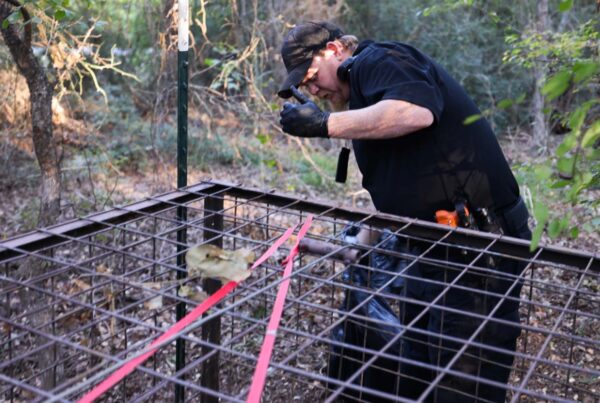 ‘It’s going to be a forever thing’: North Arlington neighborhood battles yearly visits by feral hogs