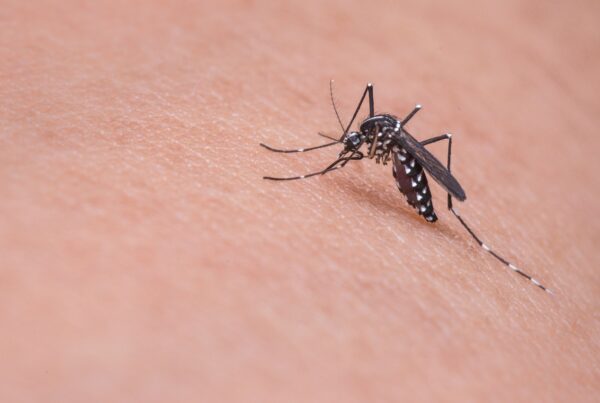 Pests bring wave of illnesses new to Texas