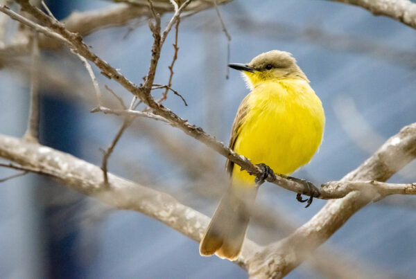 Why is this bird drawing people from far and wide to downtown Corpus Christi?