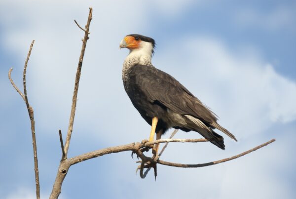 Bills would permit ranchers to shoot two scavenger birds, but only one threatens livestock