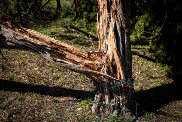 How to care for your trees before and after the winter storm