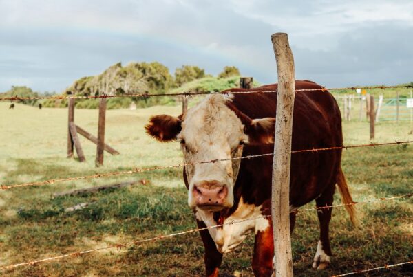 Cross-border cattle cooperation benefits beef business