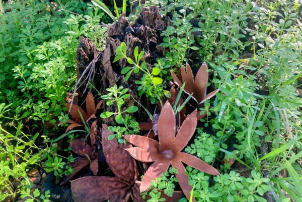 A star is born: Rare mushroom sparks excitement in Austin and beyond