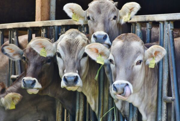 Beef cow genetics pay off for dairy farmers