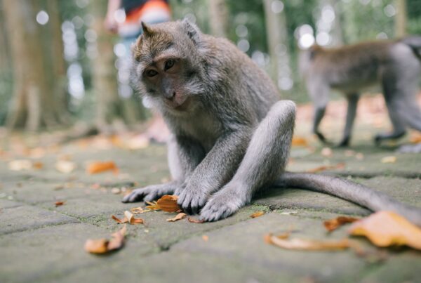 Primate facility proposal rankles Brazoria County residents