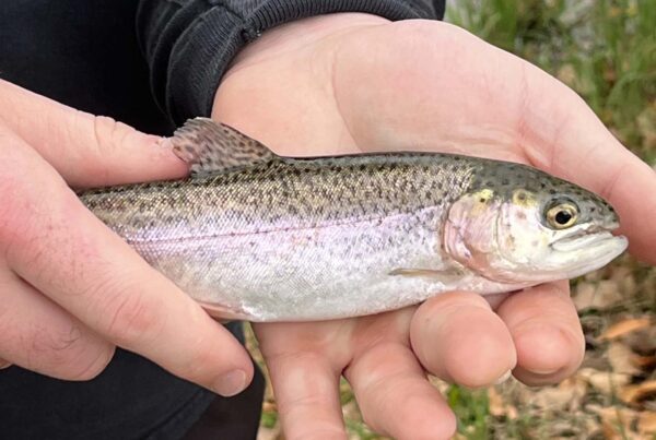TPWD trout stocking program keeps anglers busy all winter long