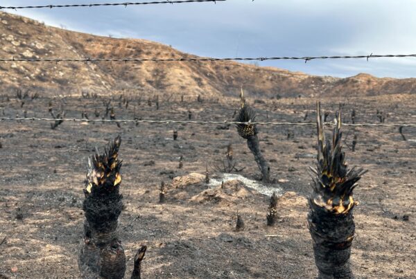 Live updates: A record-setting wildfire is burning through the Panhandle