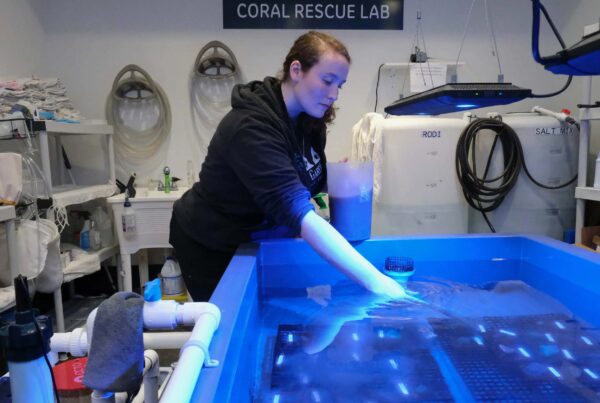 Rescued Gulf of Mexico coral in a Galveston aquarium could help the species’ survival