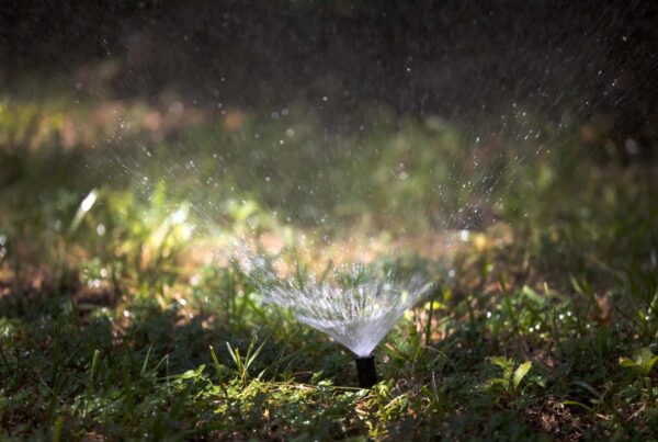 Why Austinites should embrace a ‘summer blonde’ lawn during a drought