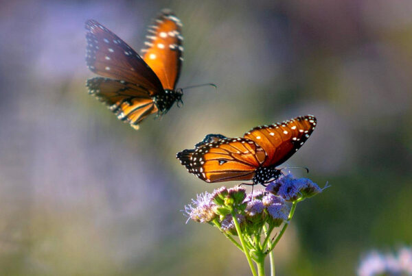 Typewriter Rodeo: Migrating Butterflies