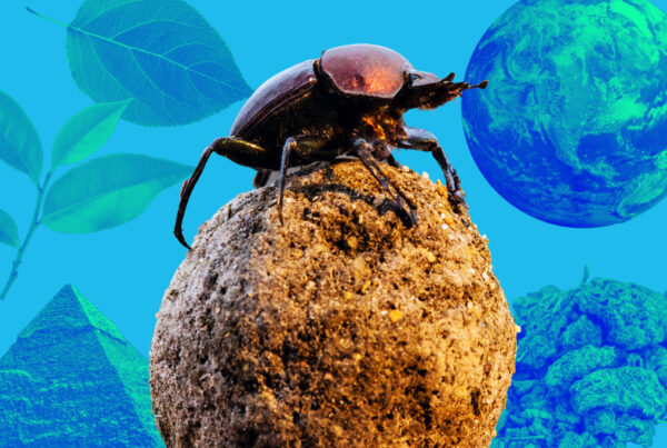 6 things you didn’t know about dung beetles. (But, yes, they love poo.)