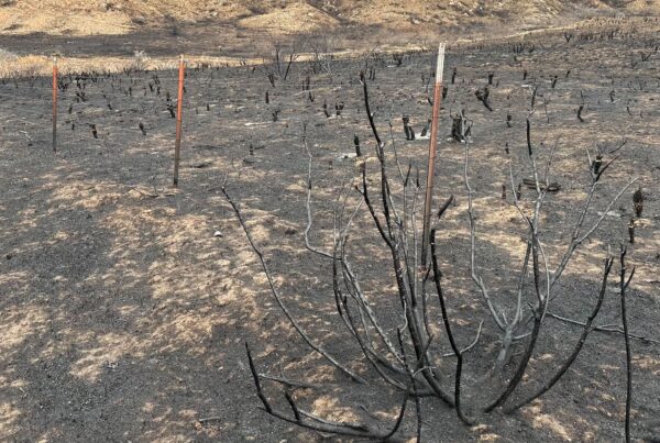 Wildlife in the Panhandle expected to bounce back after the Smokehouse Creek Fire