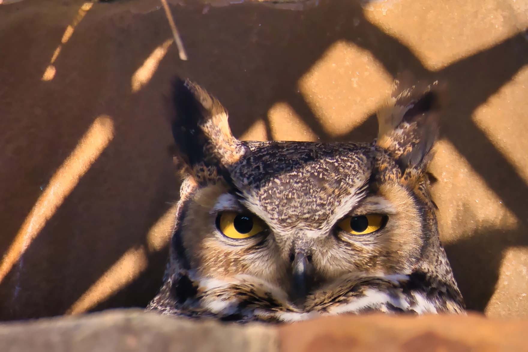 Want to get up close to a great horned owl in Texas? Check out
