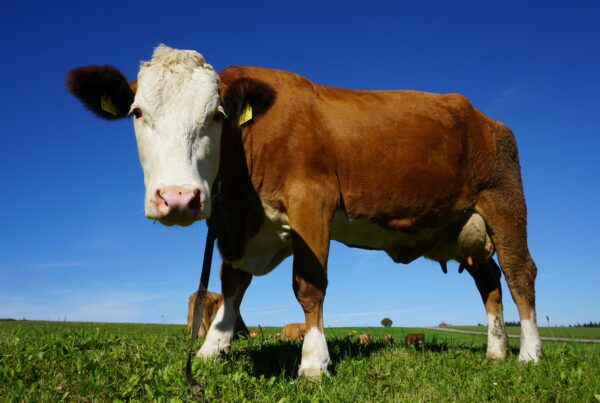 Bird flu found in Texas dairies, but don’t worry about buying milk