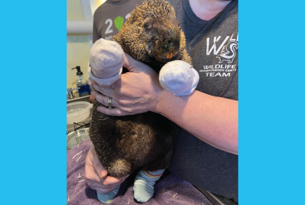 Meet Cinder, the porcupine that became a symbol of hope to the Panhandle