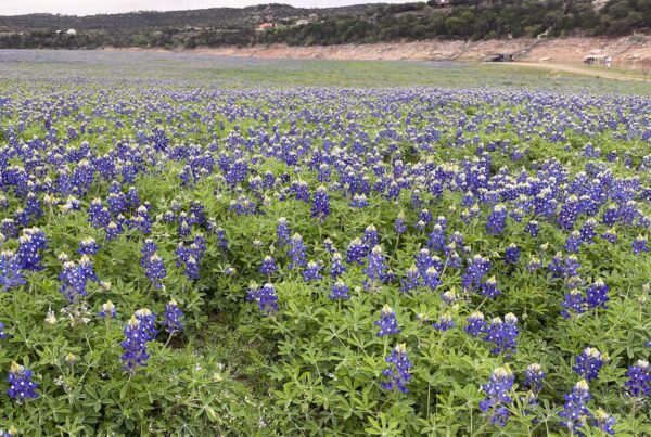 Why you should consider an LCRA park for your next outdoor adventure