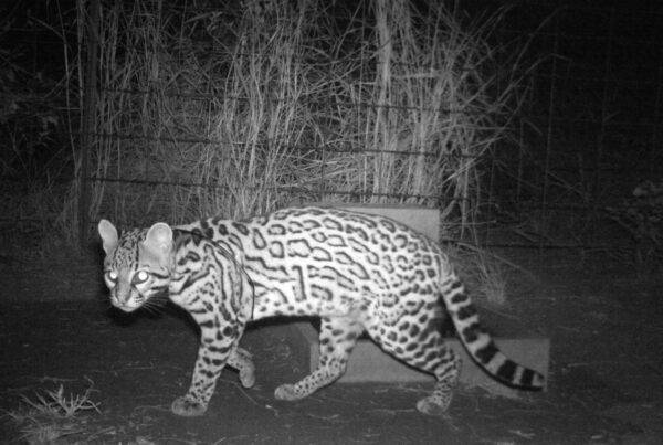 Ocelot killed in Hidalgo County suggests species’ range has expanded