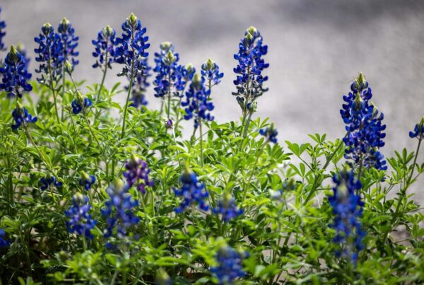 Why do bluebonnets grow so well along MoPac in Austin?