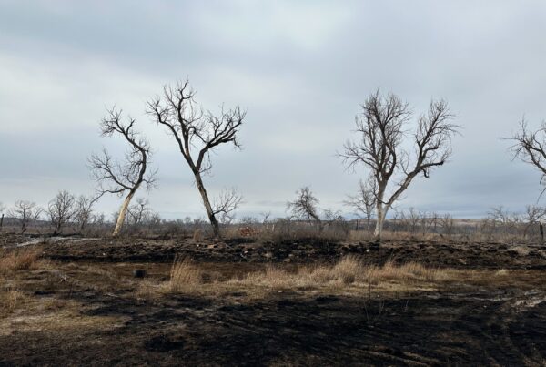 Texas lawmakers propose law to help ranchers who lose unborn calves in natural disasters
