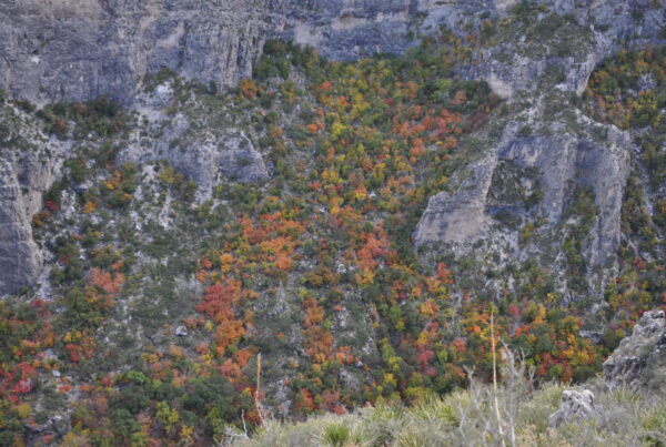 Head out west to hike one of Texas’ most scenic trails