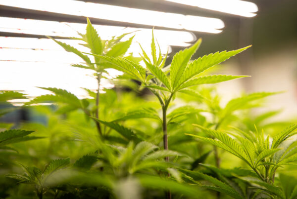 The DEA is reportedly considering reclassifying marijuana on the federal drug schedule