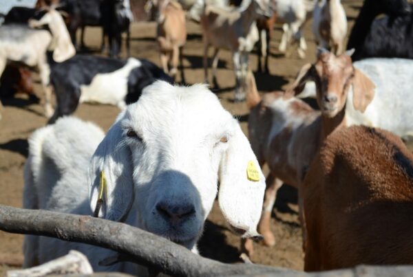 As properties in Texas shrink, the goat population grows