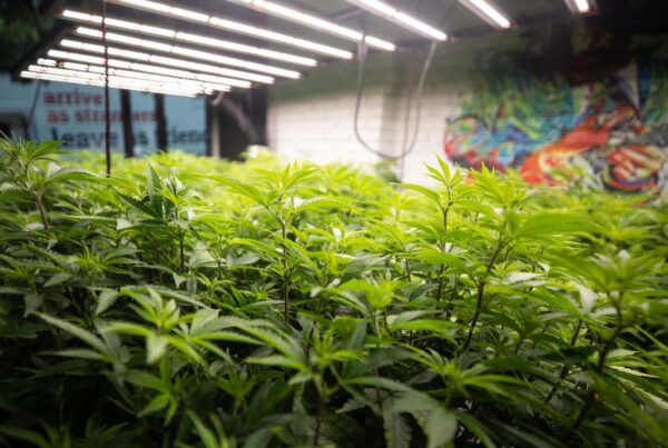 Texans have helped fuel New Mexico’s cannabis industry. But here, changes to pot laws seem unlikely