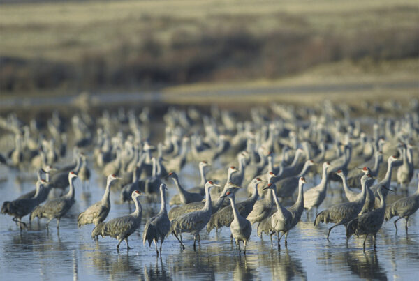 Bill would prevent Panhandle property owners from giving land to wildlife refuge