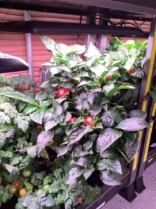 A close-up photo of healthy tomato plants growing under artificial lights.