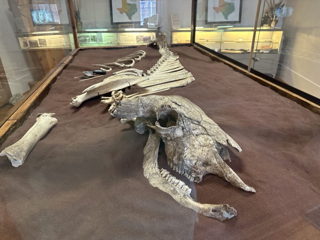 Large bones in a glass case in a museum exhibit.