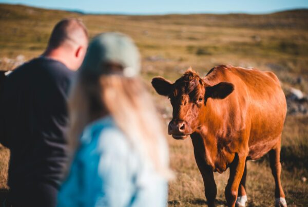 If you hit a cow with your car, who’s at fault? In Texas, it depends on the county