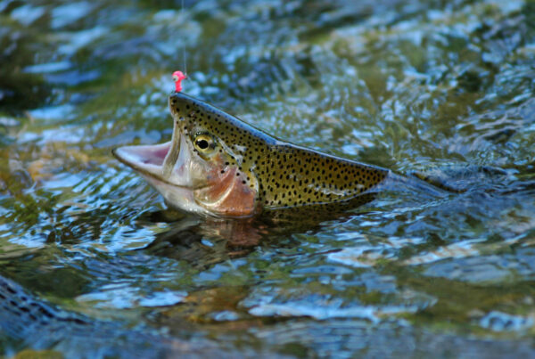 Get ready, Texas anglers – rainbow trout are coming to a body of water near you