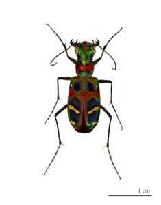 A brightly colored beetle on a white background.