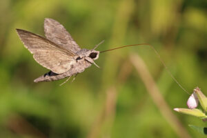 A furry-looking brownish hawk moth uses a long proboscis to taste a flower.