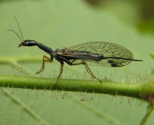 A photo showing the long "neck" of a snakefly sitting on a spiny leaf.