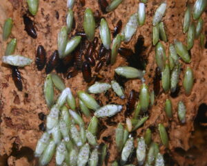 Dozens of brown nymphs and light green adult banana cockroaches.