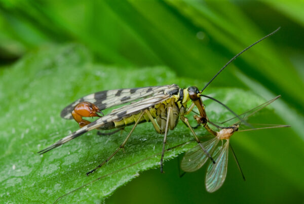 An insect expert’s top 7 bugs to look for around Texas