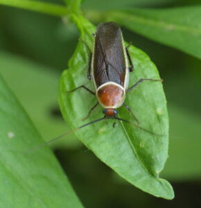 A redish-brown roach sits on a bright green leaf.
