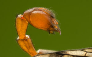 A close-up photo of a scorpionfly tail.