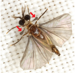 A close-up photo of a male twisted wing parasite.