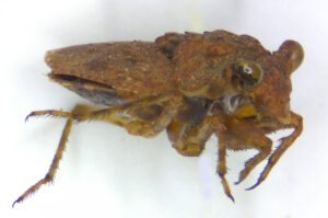 A very close photo of a toad bug on a white backgrand.