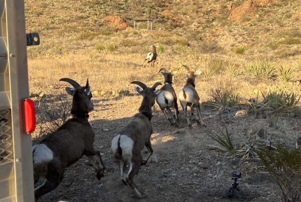 How are bighorns doing in their return to El Paso?