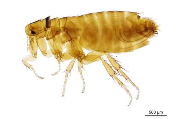 An extremely close-up image of a flea on a bright white background.